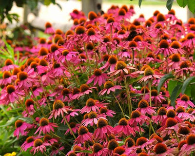 Échinacée (Echinacea PowWow™ Baies sauvages)
