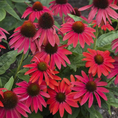 Échinacée (Echinacea 'Lokota Red')