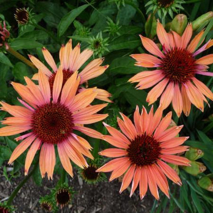 Zonnehoed (Echinacea 'Sundown') - Tuinplanten