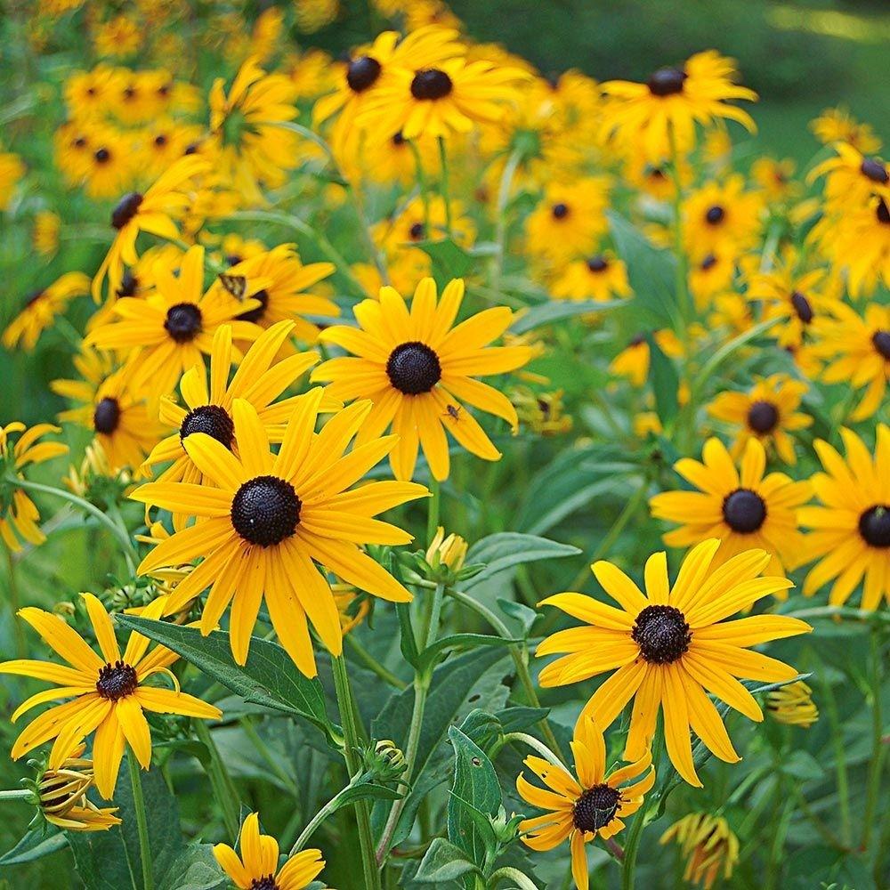 Zonnehoed (Rudbeckia fulgida 'Goldsturm') - Tuinplanten
