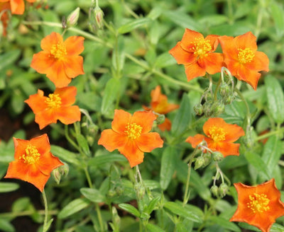 Rose de soleil (Helianthemum 'Bronzeteppich')