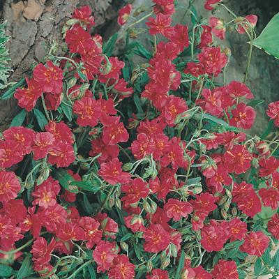 Rose de soleil (Helianthemum 'Cerise Queen')