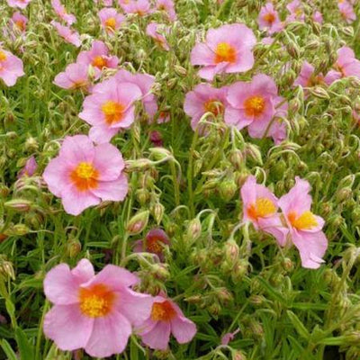 Rose de soleil (Helianthemum 'Lawrenson's Pink')
