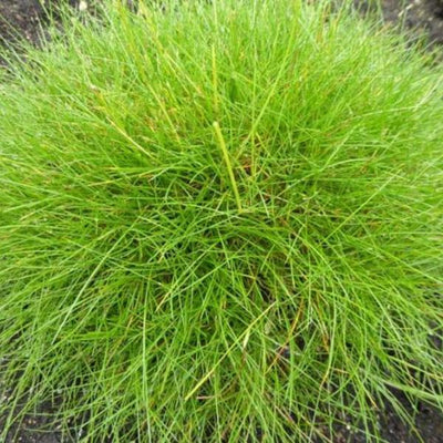 Fétuque (Festuca gautieri)