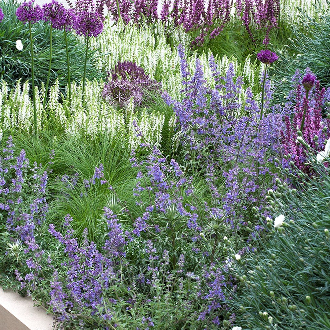 Border actiepakket - Tuinplanten
