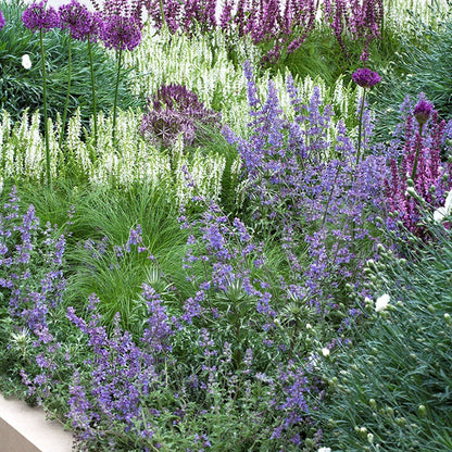 Border actiepakket - Tuinplanten