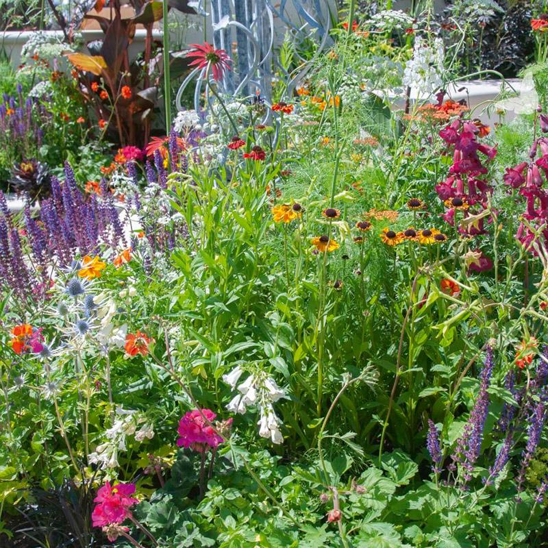 Border actiepakket - Tuinplanten