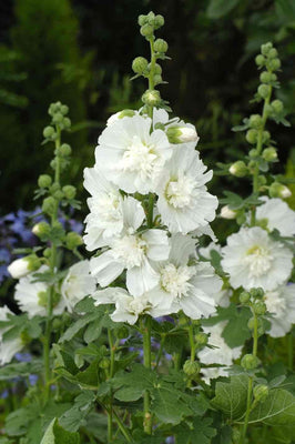 Rose trémière (Alcea rosea 'Alba')