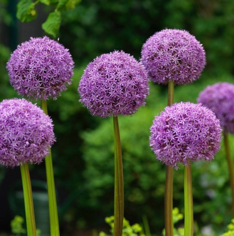 Allium Ambassador - 1 stuk - Bloembollen
