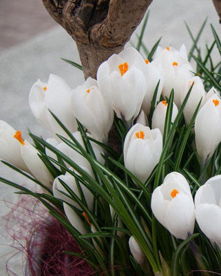 Crocus à grandes fleurs, blanc - 25 pièces