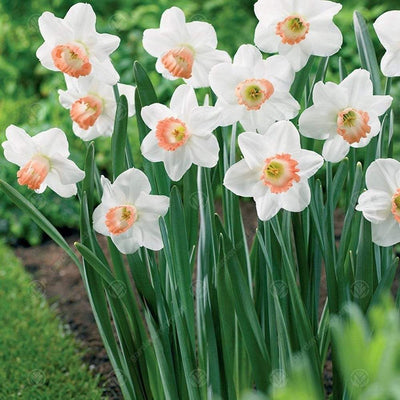 Narcisse Mini Pink Pride - 20 pièces