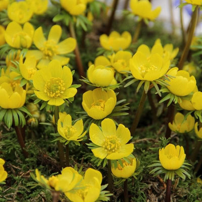 Eranthis Cilicica - 30 pièces