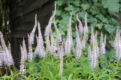 Véronique (Veronicastrum virg. 'Laventrum')