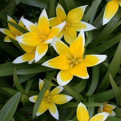 Tulipa Tarda - 50 stuks - Bloembollen