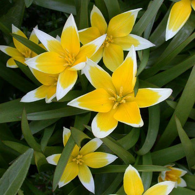 Tulipa Tarda - 50 pièces