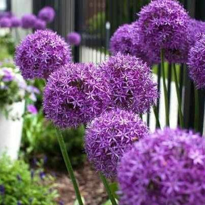 Allium Pinball Wizard - 2 pièces