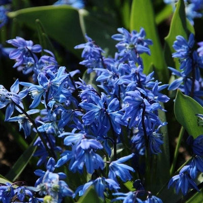 Scilla Siberica - 40 pièces
