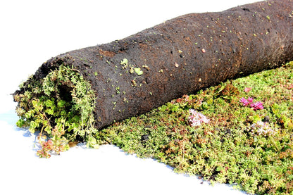 Sedummix pakket - 1m2 - Groendak