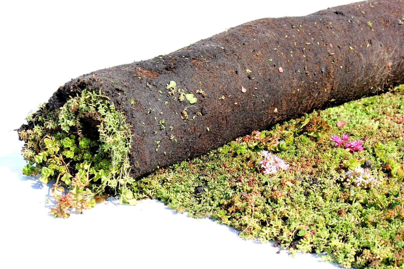 Sedummix pakket - 1m2 - Groendak