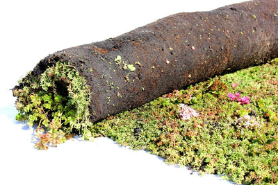 Tapis de mélange de sedum - 1m²