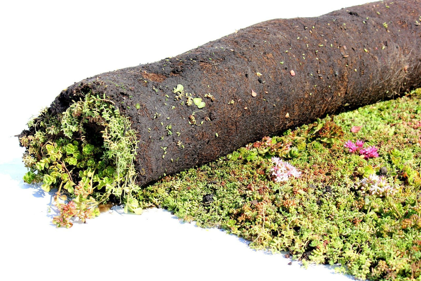 Sedummixmat type T - 1m2 - Groendak