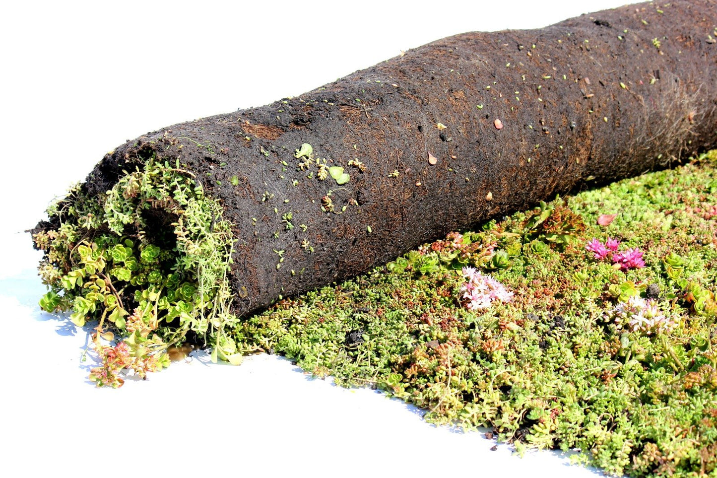 Sedummix lichtgewicht pakket - 1m2 - Groendak