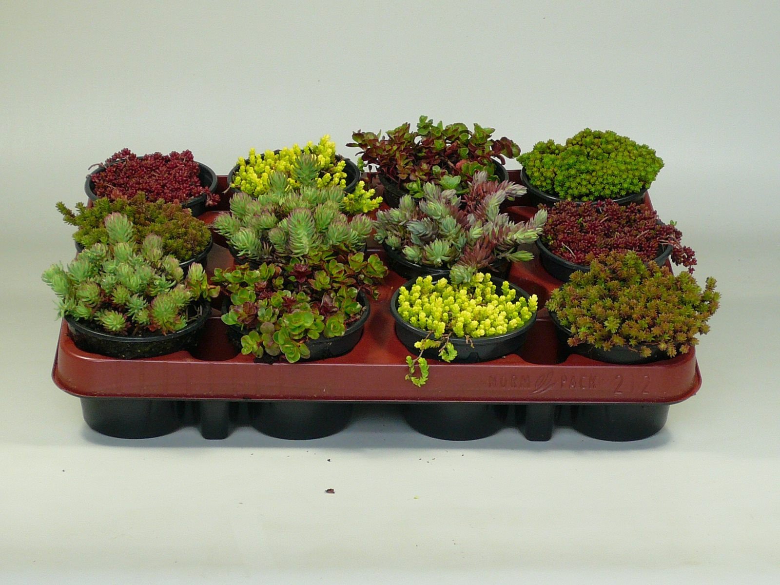 Sedum mix (borderpakket) - 