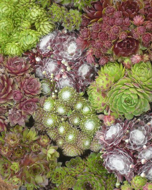 Mélange de Sempervivum (kit de bordure) -