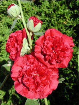 Rose trémière (Alcea rosea 'Rubrum')