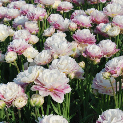 Tulipa Double Early Ice Wonder - 15 pièces