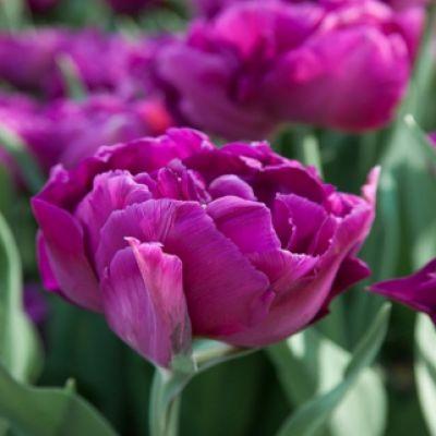 Tulipa Negrita Perroquet, Perruche - 10 pièces