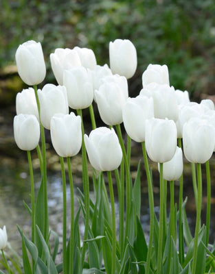 Tulipa Maureen, feuilles simples - 15 pièces