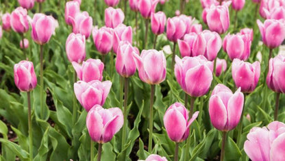 Tulipa Dubbel Laat Upstar - 20 stuks - Bloembollen
