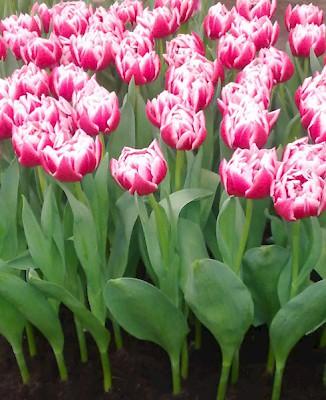 Tulipa Dubbel Laat Columbus - 20 stuks - Bloembollen